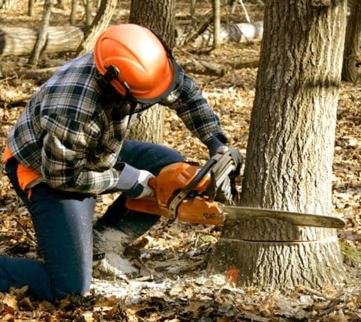 Tree Removal in Dryden, VA